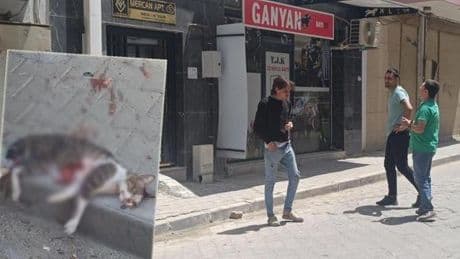 Kediyi pompalı tüfekle öldürdü, serbest kaldı! Mahalleli tepki gösterdi
