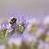 Biodiversité : quatre questions sur le recours d'un collectif d'associations contre l'Etat pour "carence fautive"