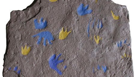 A new discovery is rewriting the history of evolution by millions of years