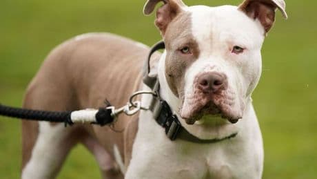 XL bully ban 'is failing' as attacks still rife despite hundreds of dogs put down