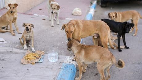 Person in UK dies from rabies after contact with stray dog while on holiday