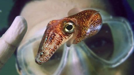 Kooperation in der Natur: Genetisch sind wir deutlich mehr Bakterie als Mensch