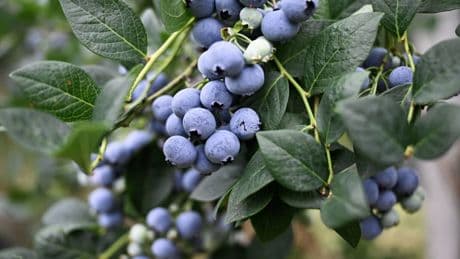 Getrocknete Heidelbeeren: Worauf Sie beim Kauf achten sollten
