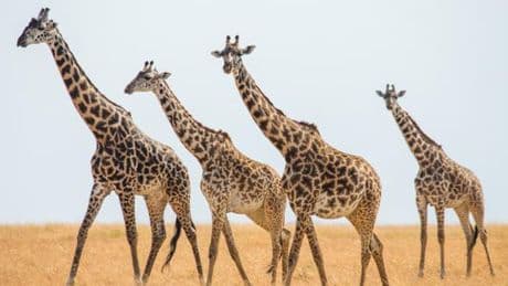 La girafe n’est plus une espèce unique, mais quatre différentes, dont une très menacée