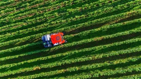 Weinbau: Weinbauern hoffen auf starken Jahrgang