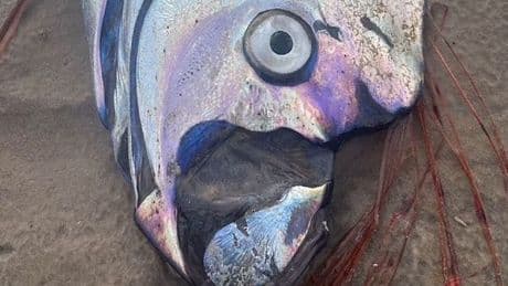 Ultra rare 'Harbinger of Doom' fish washes up on Australian beach