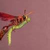 Wasp 'riding a broomstick' wows photography judges