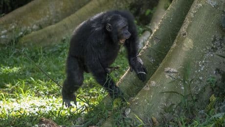 Les chimpanzés ont le sens du rythme, révèle une étude scientifique