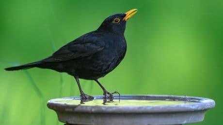 À Karlsruhe, un artiste entraîne les oiseaux à chanter des mélodies antifascistes