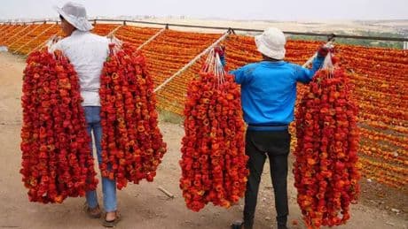 Gaziantep’te geleneksel sezon başladı! Ürünler dağları kırmızıya boyadı: Dünya mutfağına kadar uzanıyor