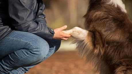 Un nuevo estudio cuestiona el 'efecto mascota': adoptar un perro en la pandemia no mejoró el bienestar