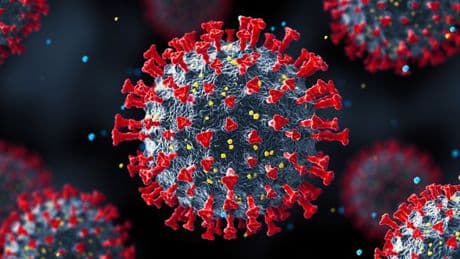 RVHD2 virus UK outbreak warning as pet owners told 'protect your animals'