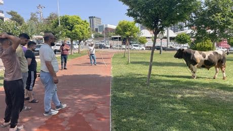 Kaçan kurbanlık parkta yakalandı