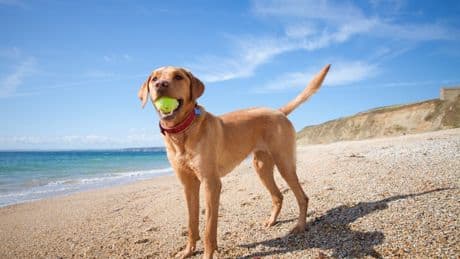Strict ban across UK beaches now in force that could see you slapped with £1,000 fine.. check which spots are exempt