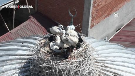 Cami tepesinde hilalin yanında yuva yapan leylek ailesi mahallenin neşesi oldu
