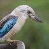 Des scientifiques découvrent un taux important de changement de sexe chez certains oiseaux