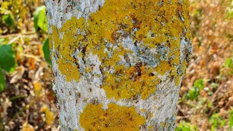 Genervte Anwohner: Weitere invasive Ameisenart im Südwesten unterwegs