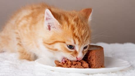 Für viele eine Überraschung: Whiskas ist Katzenfutter-Testsieger bei Stiftung Warentest