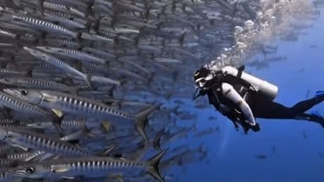 Riesiger Unterwasserstau - Taucher mitten im Fisch-Gewimmel