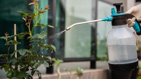 Blattläuse im Garten? Diese Hausmittel wirken besser als gedacht