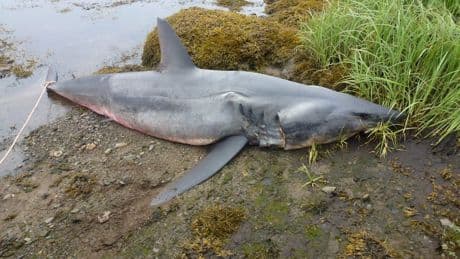 Remains of large, shortfin mako shark found in eastern Nova Scotia