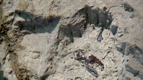 Exploran un antiguo cráter volcánico en España y encuentran un 'tesoro' con 2,6 millones de años