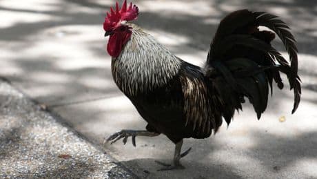 AP PHOTOS: Chickens take over Miami while some embrace roosters as a cultural symbol