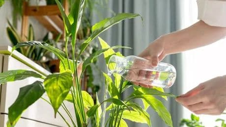 Cheapest ways to water your garden while you're on holiday including 'genius' plastic bottle hack