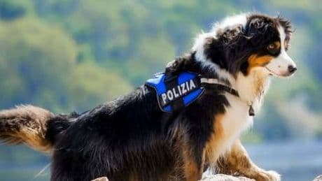 Addio a Night Spirit, il cane poliziotto eroe del Ponte Morandi