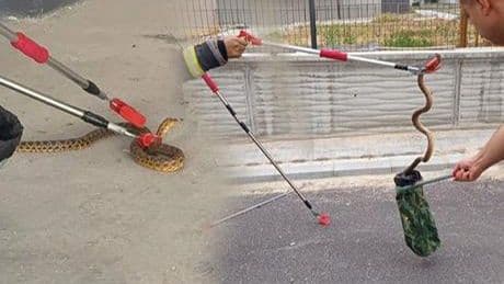 10 günde 8 yılan! Kentte büyük panik: Otoparkta metrelerce uzunlukta...