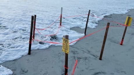 Unleashed dog kills two dozen newly born sea turtles on Florida beach, cops say