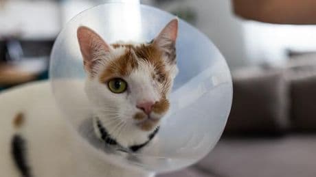 Tierquälerei: Nach Schuss auf Katze: "Man hat immer ein mulmiges Gefühl"