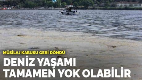 Müsilaj kabusu geri döndü: Deniz yaşamı tamamen yok olabilir