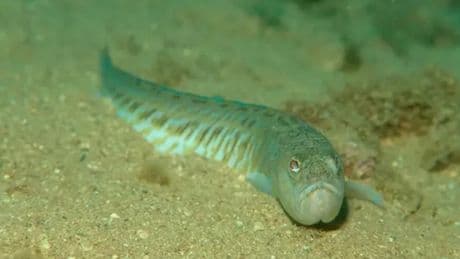 Venomous fish spotted on Scots beach as experts warn swimmers