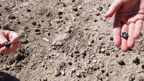 Fossil teeth lead to discovery of human species that lived alongside our oldest ancestors