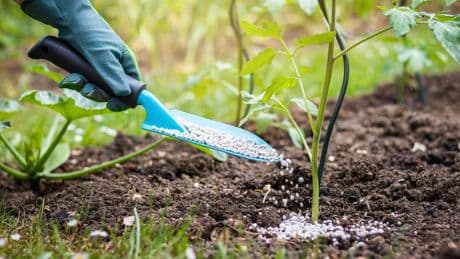Starkzehrer: Tomaten düngen: So stärken Sie Nachtschattengewächse im Freien
