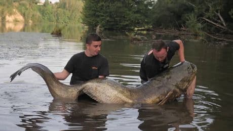 "Un moment de sidération": ils pêchent un silure de 2m75 et 150 kg, un record en France