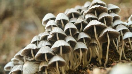 Une femme jugée coupable d'un triple meurtre aux champignons vénéneux en Australie