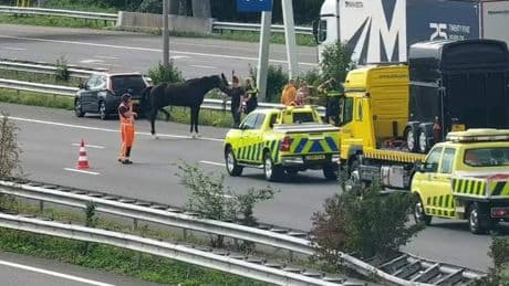 Paard weer vast na ongeluk, maar alsnog veel vertraging op de A4