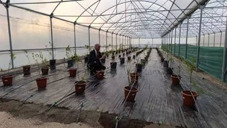 Son yıllarda tarımın popüler ürünü! Kapalı ortamda ilk ekim yapıldı: Bölge halkına yeni gelir kapısı açıldı