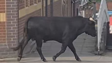 Bull on the loose charges through streets of Birmingham