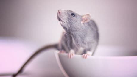 Rattenalarm im Badezimmer: So verhindern Sie, dass Ratten durch die Toilette kommen