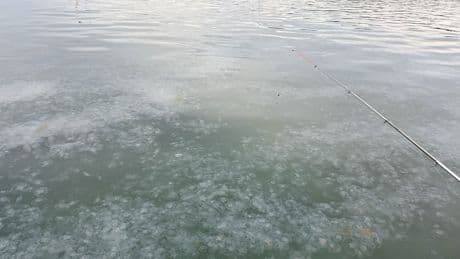 Karadeniz'de denizanası istilası