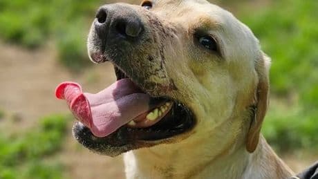 Tierquälerei in Düsseldorf: Festgebunden mit zugeklebter Schnauze – so geht es Labrador „Haribo“ heute
