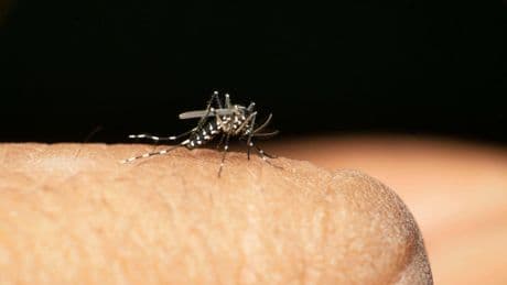 Deadly tropical virus could reach London due to rising temperatures, scientists warn