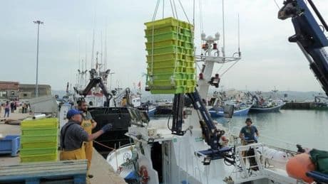 Un futuro justo para la pesca de la anchoa en el Cantábrico