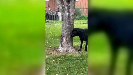 Eichhörnchen vs. Hund - Eine Jagd wie im Disney-Film