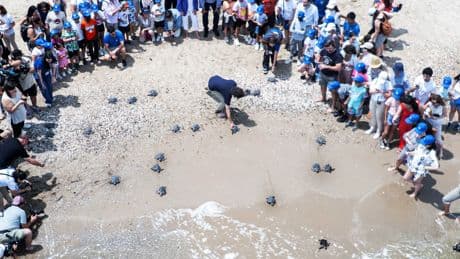 Sueltan al mar a más de veinte tortugas nacidas en un nido de El Saler