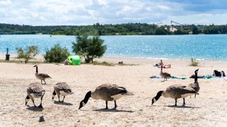 Probleme mit Vogelkot - Greifvögel sollen Gänse von Badesee verjagen