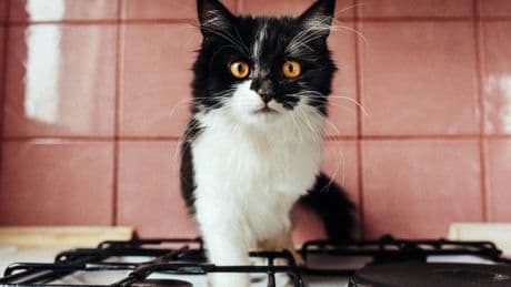 El gran apagón, velas y el riesgo de incendios por mascotas: cómo proteger el hogar